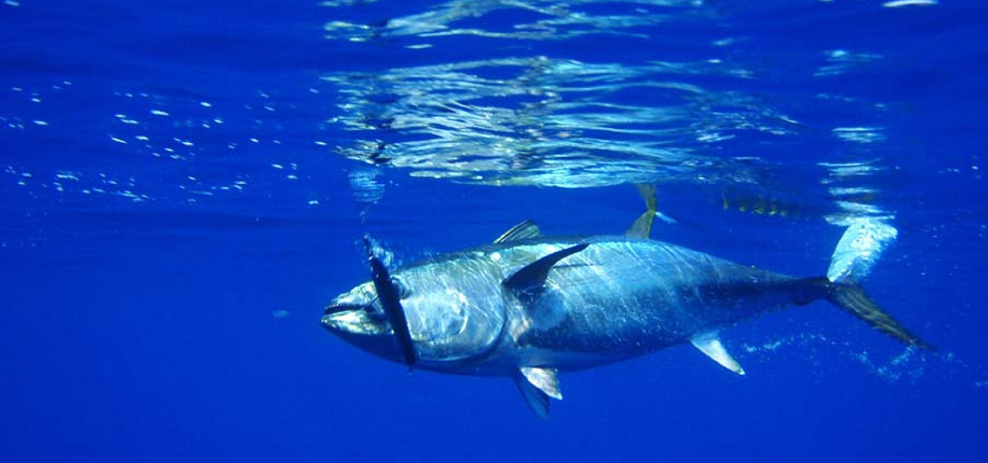 ��������(�й���) - �ٷ���վ